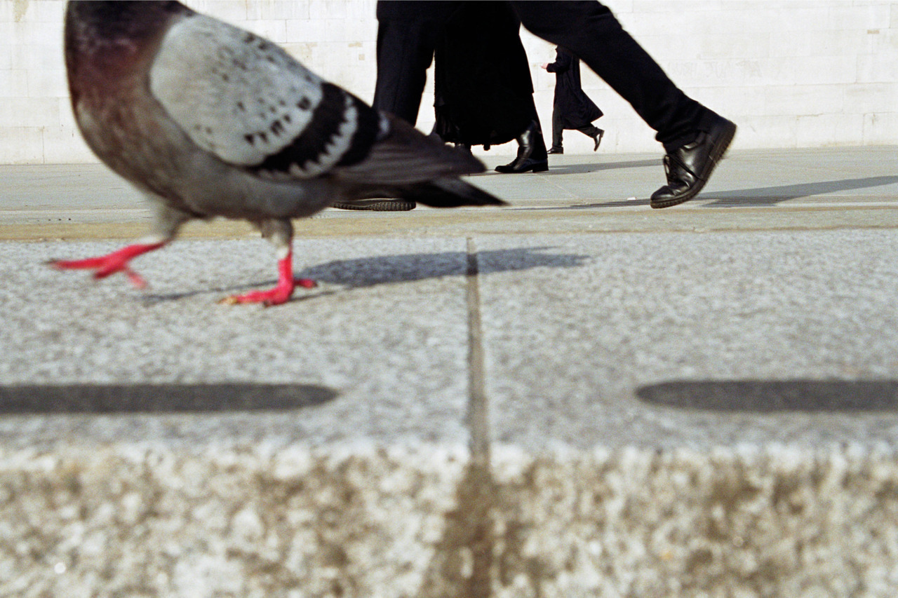 Nick-Turpin-pigeon