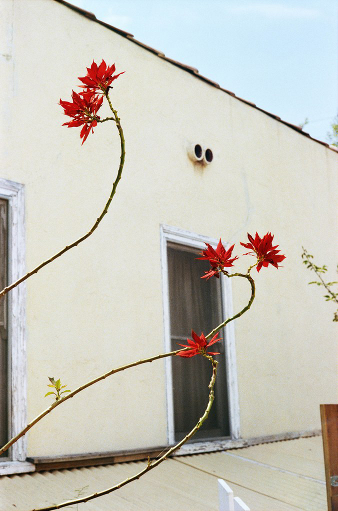 William Eggleston