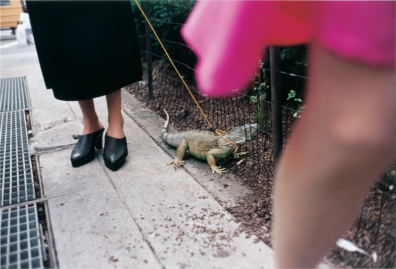 jeff-mermelstein-woman-walking-an-iguana